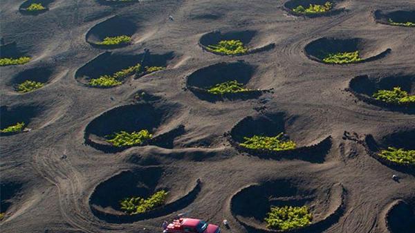 This Photo of grapes being grown looks like a real life Tiberium Field.