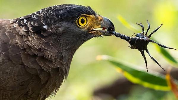 A symbolic representation of GDI taking the sting out of Nod